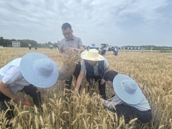 道正网 夏粮测产进行时 四川6月底前将完成4500块抽样地块测产